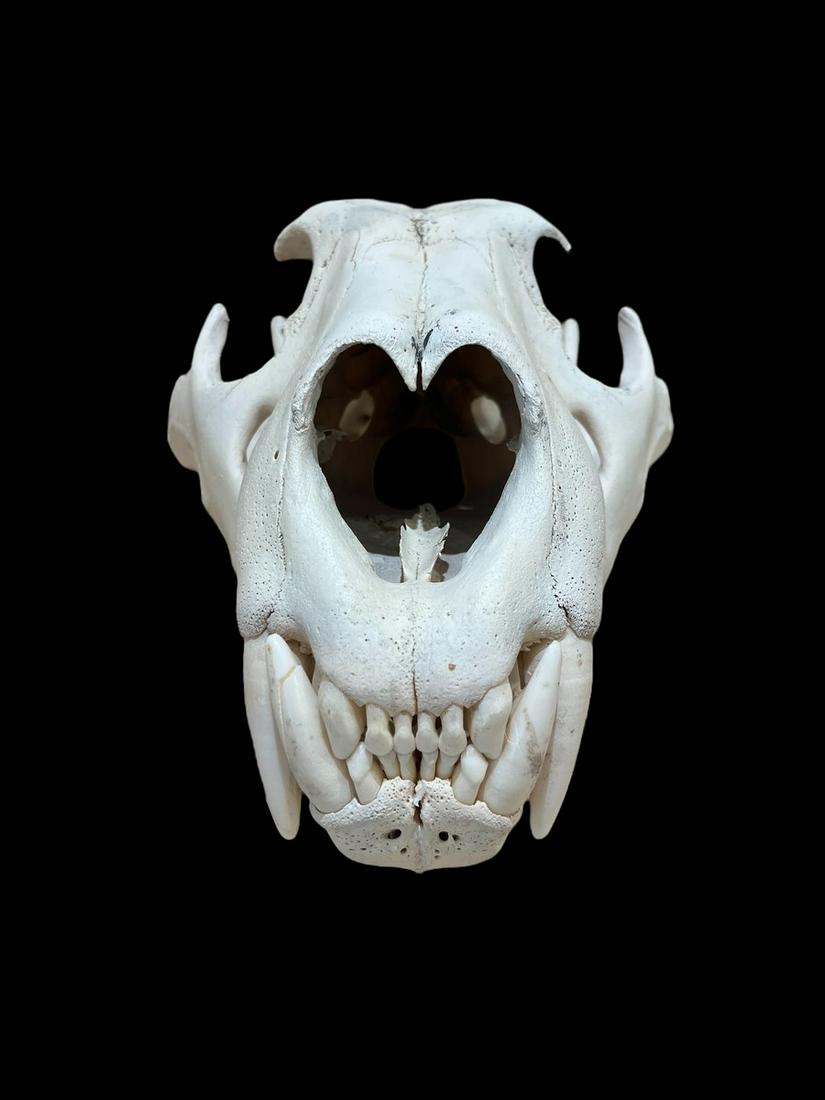 Large Tiger Skull (1 of 6)