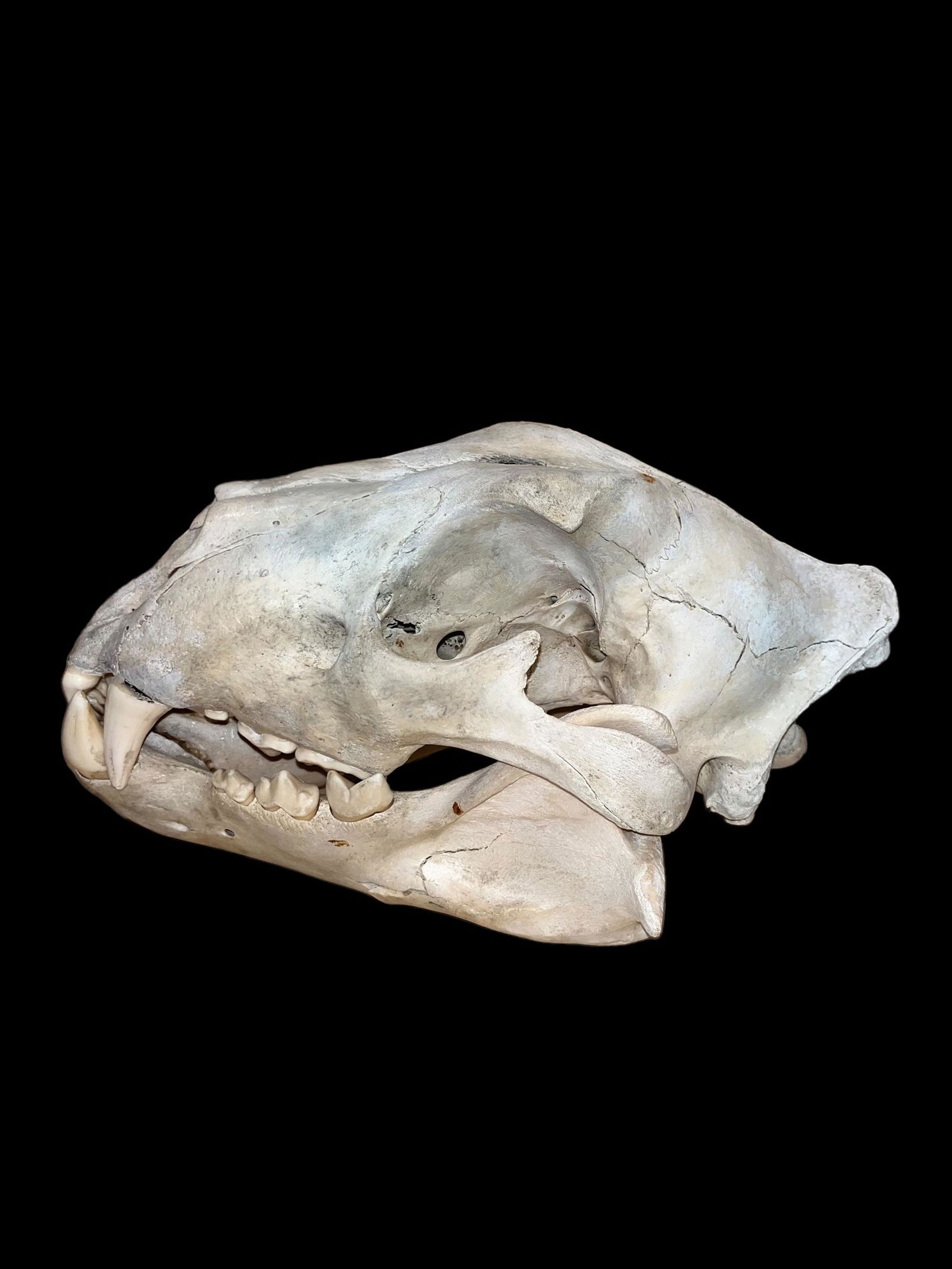 Large Tiger Skull (1 of 8)