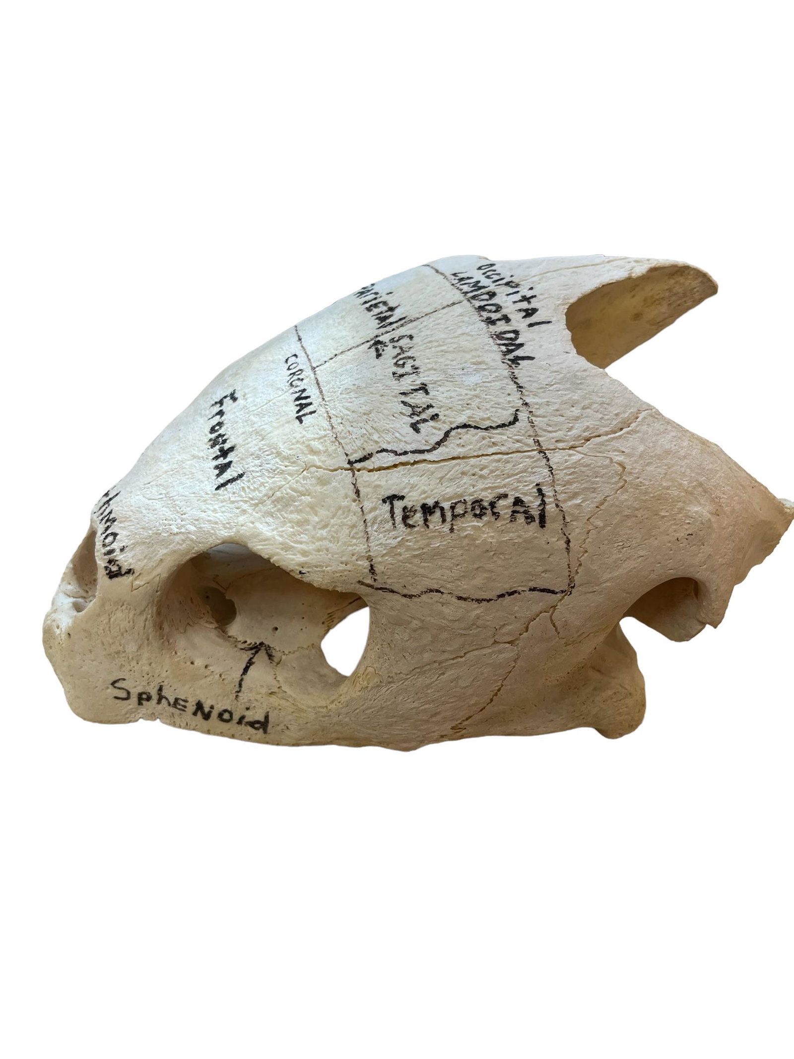 Antique Turtle Skull (1 of 6)