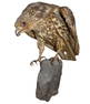 Bird of Prey Taxidermy