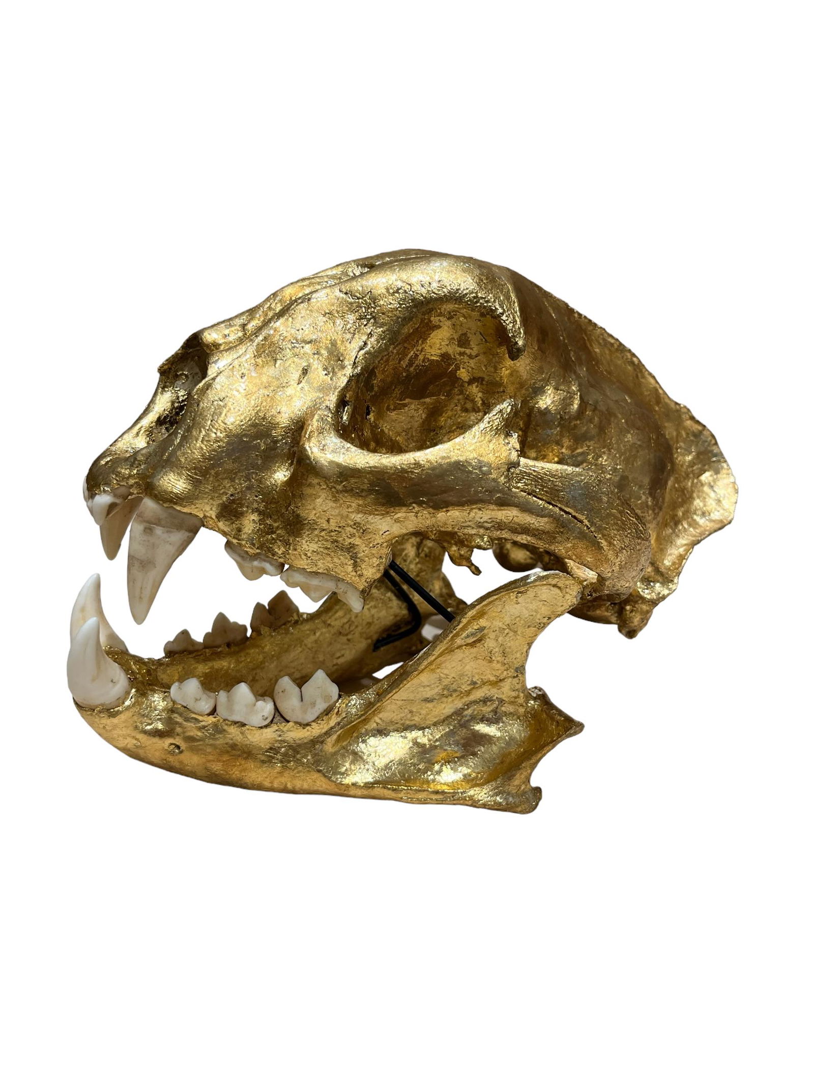 Gold Gilded Cougar Skull Jan 05, 2023 Auctions 4 America Inc in FL