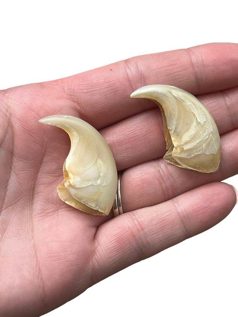 Two Tiger Claws (1 of 5)