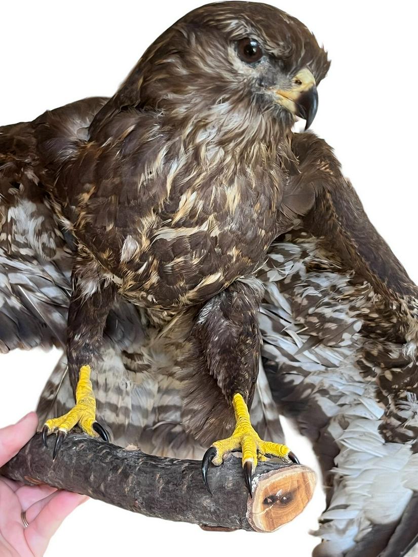 Antique Bird of Prey Taxidermy (1 of 9)