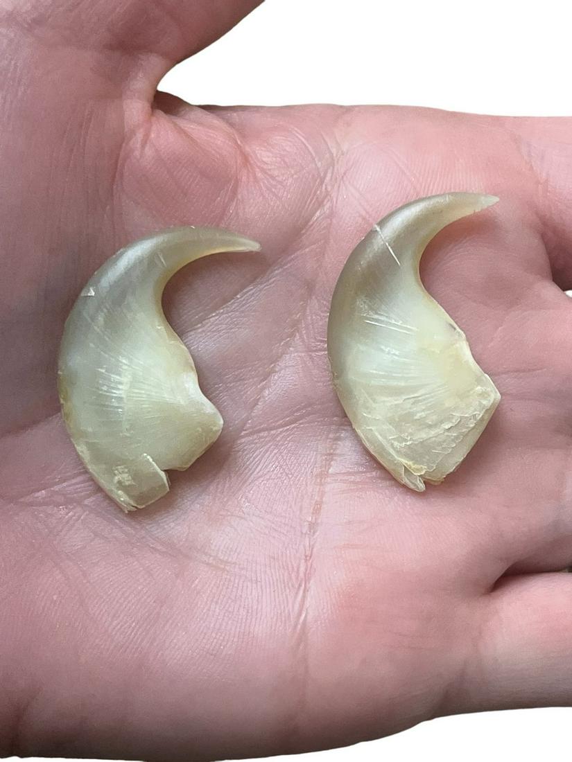 Two Tiger Claws (1 of 4)