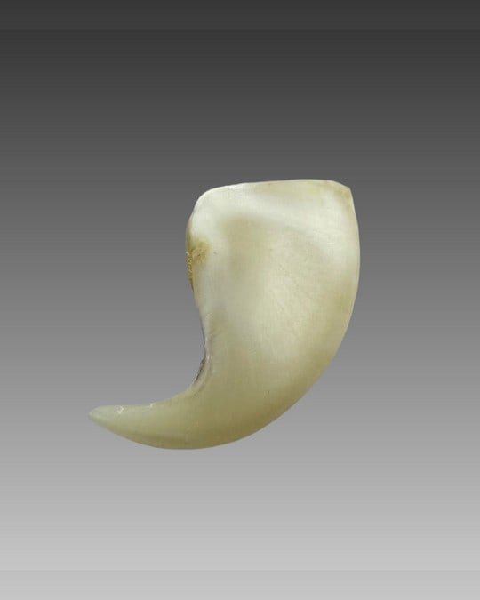 Antique Tiger Claw (1 of 3)