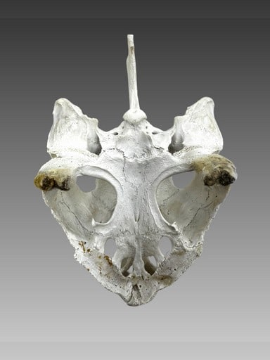 Antique Turtle Skull (1 of 3)
