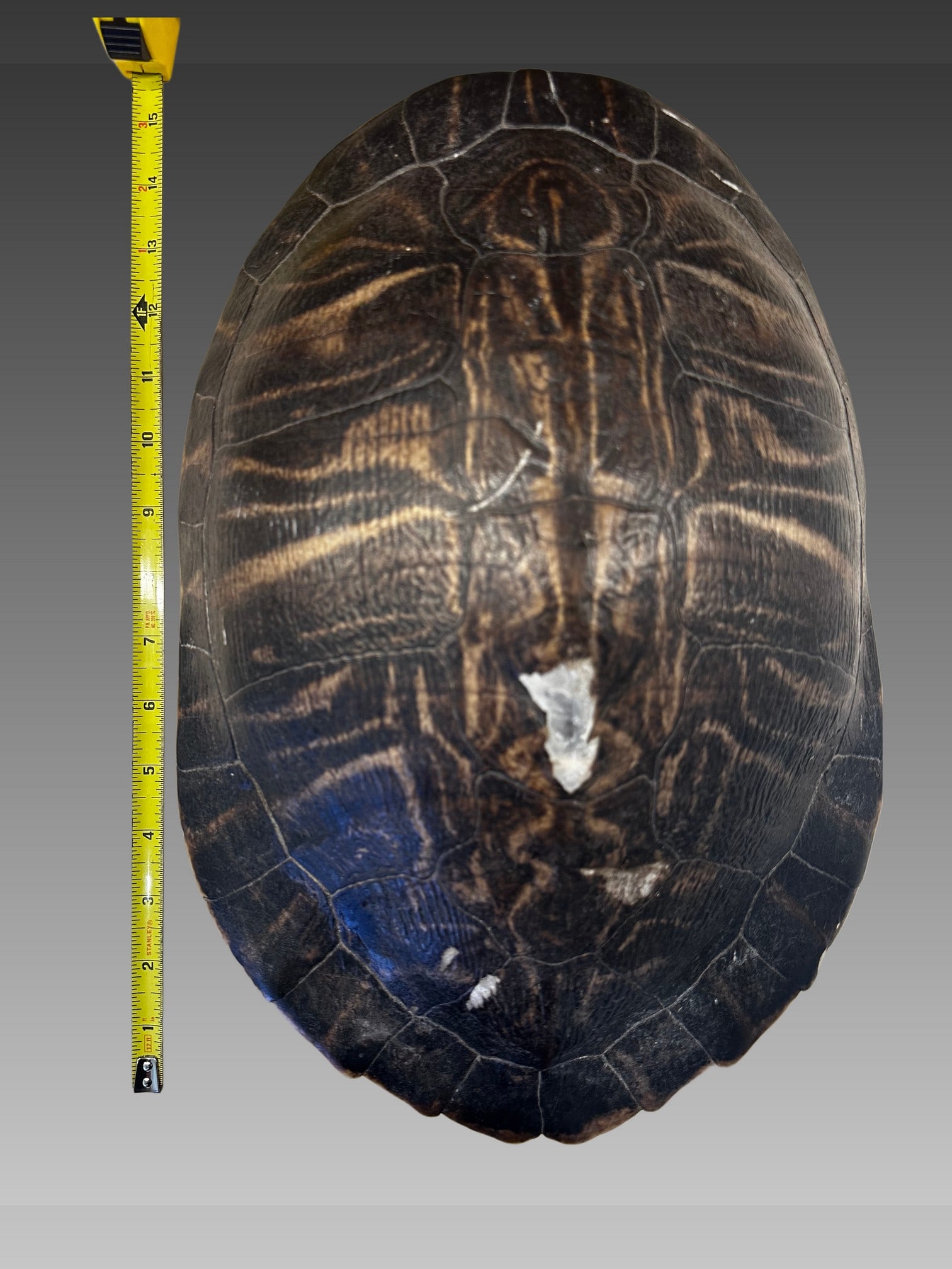 Antique Turtle Shell (1 of 2)