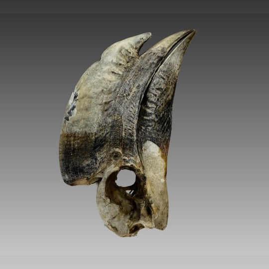 Taxidermy Antique White-Thighed Hornbill (1 of 3)