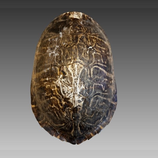 Antique American Freshwater Turtle Shell Taxidermy (1 of 4)