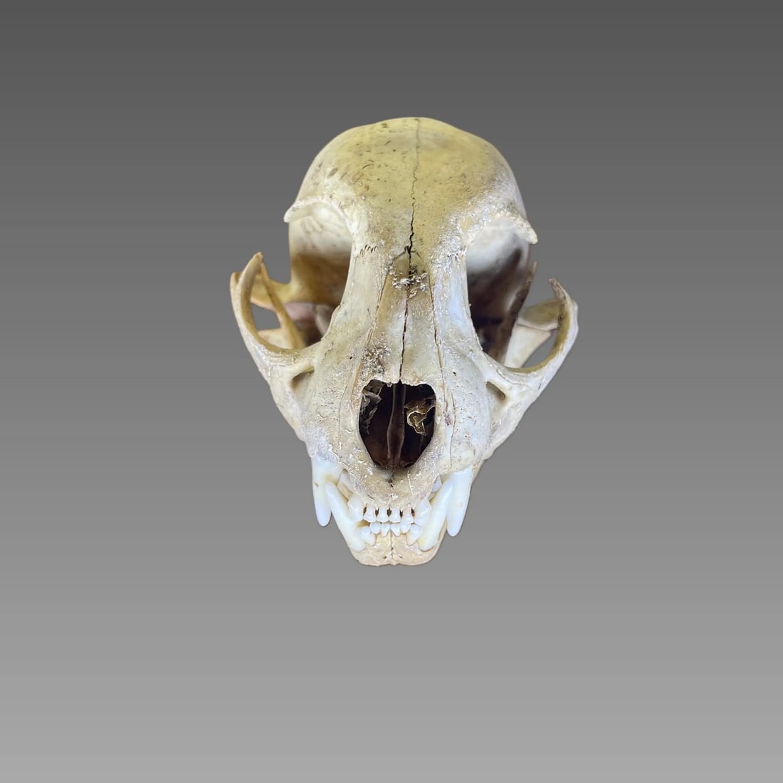 Antique Taxidermy Bobcat Skull (1 of 6)