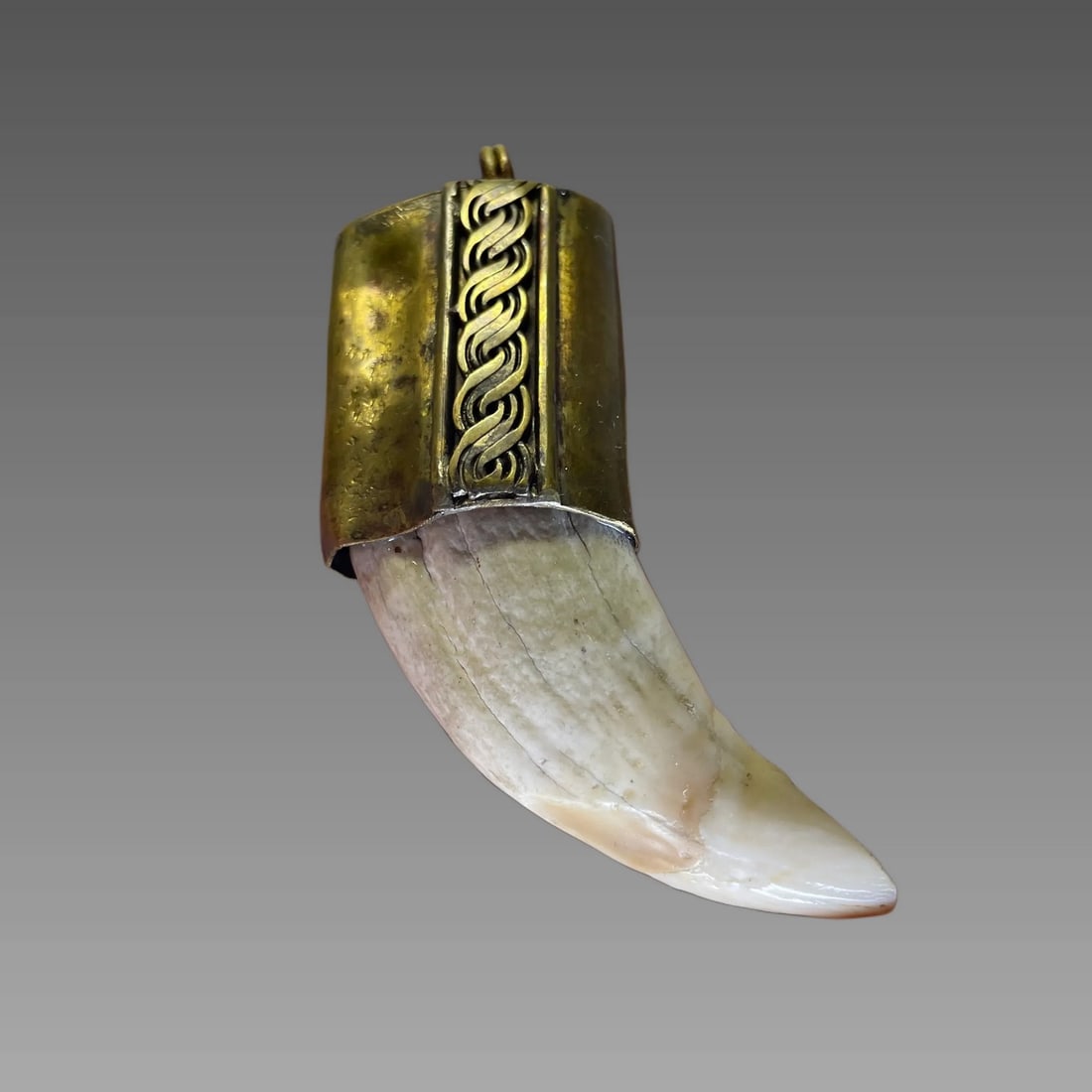 Antique Taxidermy Seal Lion Tooth Pendant: Antique Taxidermy Sea Lion Tooth Pendant, Ornate Brass Cap, Colombia 2.85 x 2.25 x 0.65 int