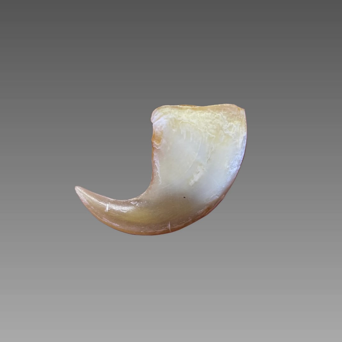 Antique Tiger Claw (1 of 2)