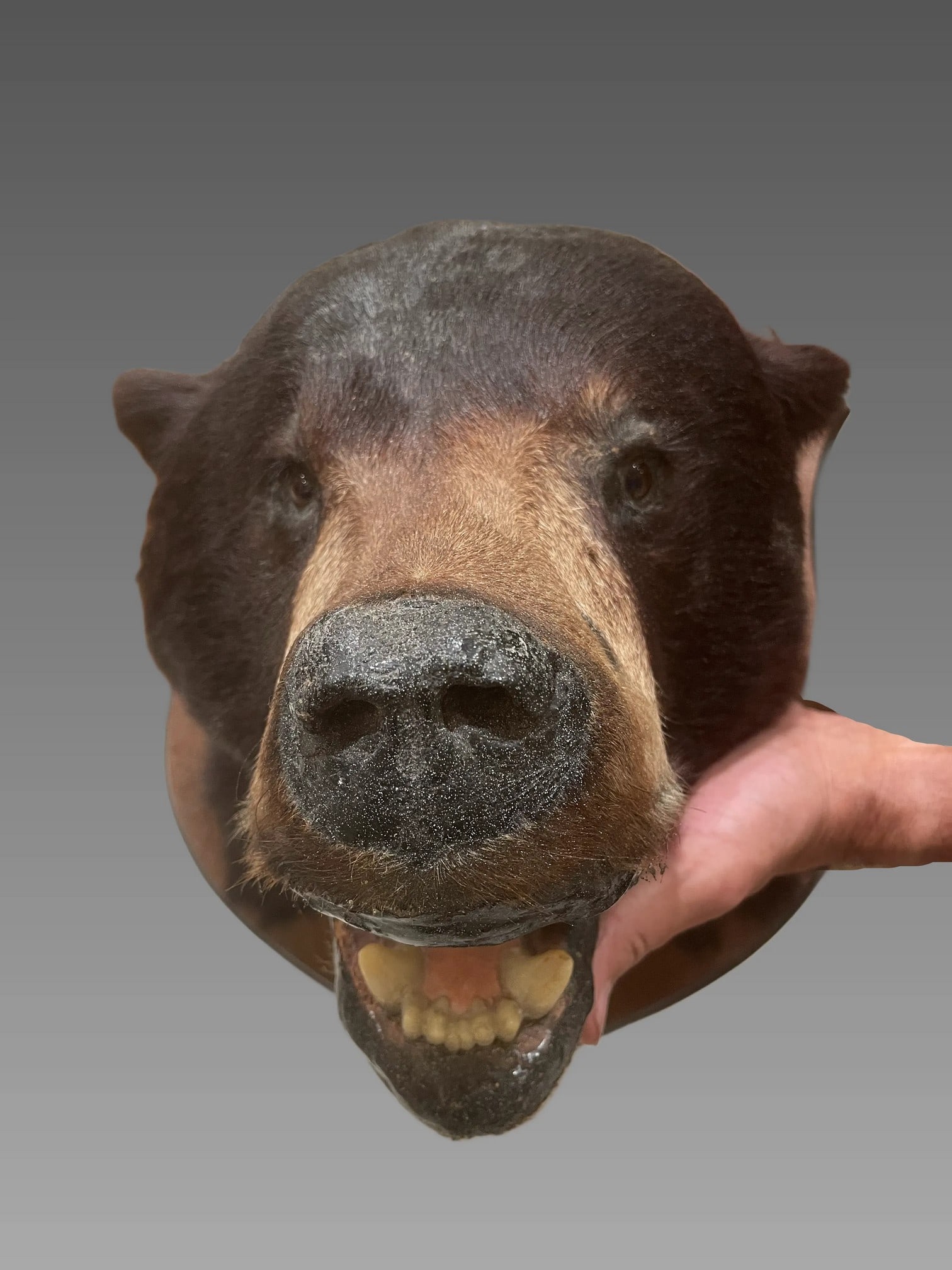 Black Bear Taxidermy Head Mount (1 of 2)
