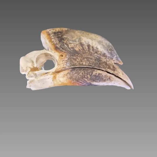 Antique Taxidermy Male Black Casqued Hornbill Skull (1 of 7)