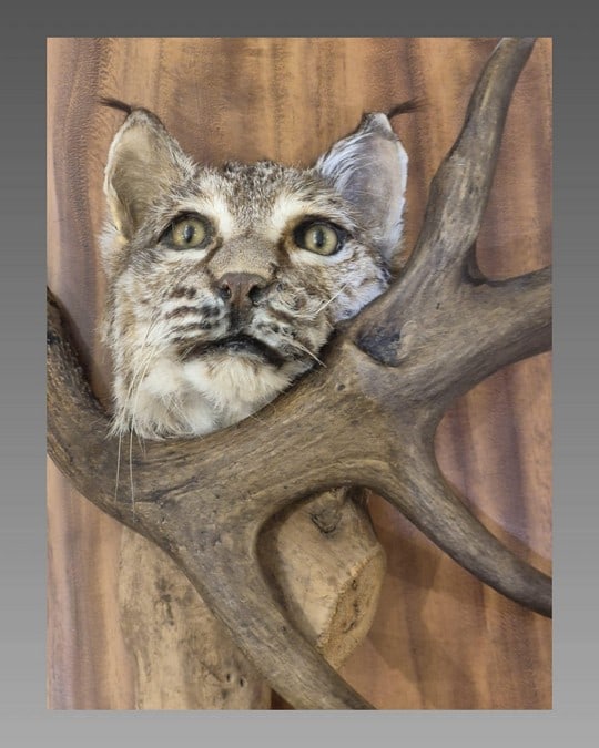 Bobcat Taxidermy: Bobcat Taxidermy
