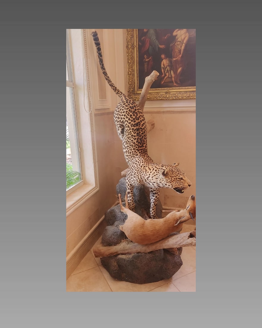 Authentic Trophy Room Cheetah Mount, Full Size Mount with Papers (1 of 5)