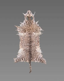 Vintage Taxidermy Feline Skin