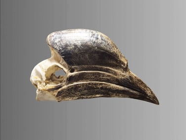 Antique Taxidermy Hornbill Beak