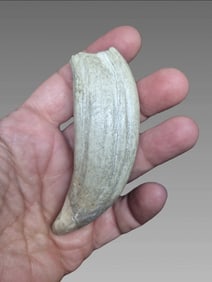 Taxidermy Sea Lion Tooth