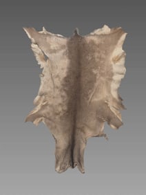 Vintage Taxidermy Animal Hide