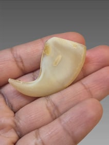 Antique Tiger Taxidermy Claw