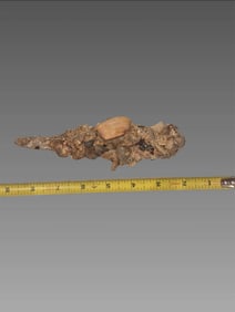 Ocean-Salvaged Coral Encrusted Metal Artifact with Marine Growth