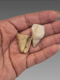 Pre-Columbian Shell Pendants