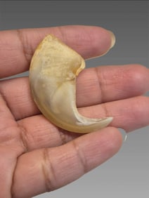 Antique Taxidermy Tiger Claw