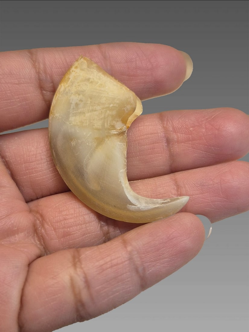Antique Taxidermy Tiger Claw (1 of 7)