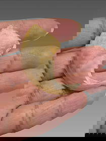 Antique Taxidermy Tiger Claw: Antique Taxidermy Tiger Claw Dimensions: 1.5"x2"