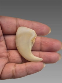 Antique Taxidermy Tiger Claw