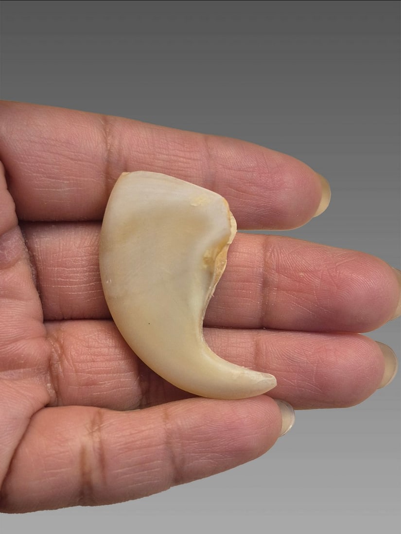 Antique Taxidermy Tiger Claw (1 of 7)