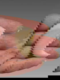 Antique Taxidermy Tiger Claw: Antique Taxidermy Tiger Claw Dimensions: 1.5"x1.5"