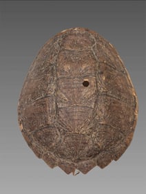 Antique Snapping Turtle Taxidermy Shell