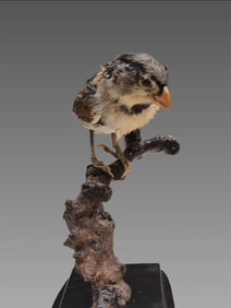 Antique Taxidermy Migliarino Of Marsh Bird