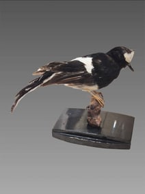 Antique Taxidermy White Crowned Forktail Bird
