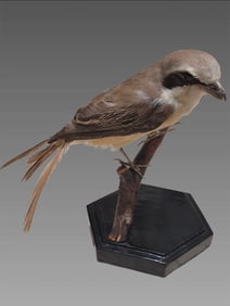 Antique Taxidermy Grey-Backed Shrike Bird