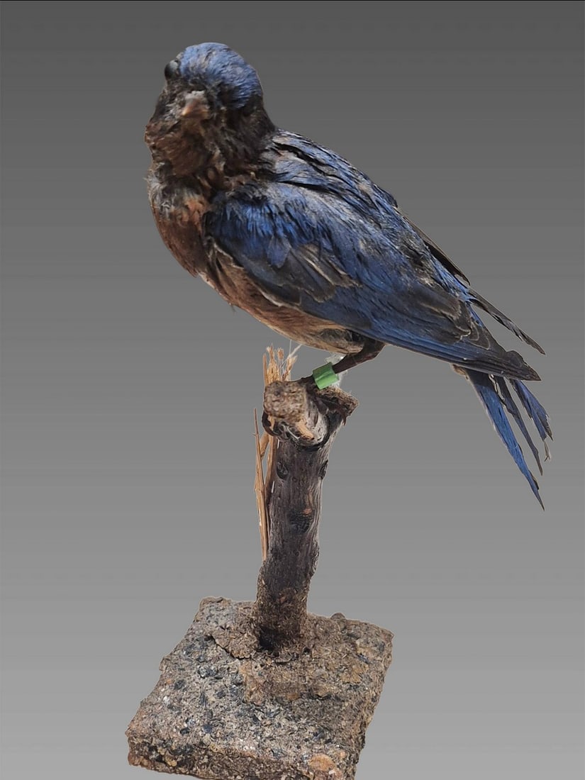 Antique Taxidermy Purple Martin Bird: Antique Taxidermy Purple Martin Bird Dimensions: 3"x8"