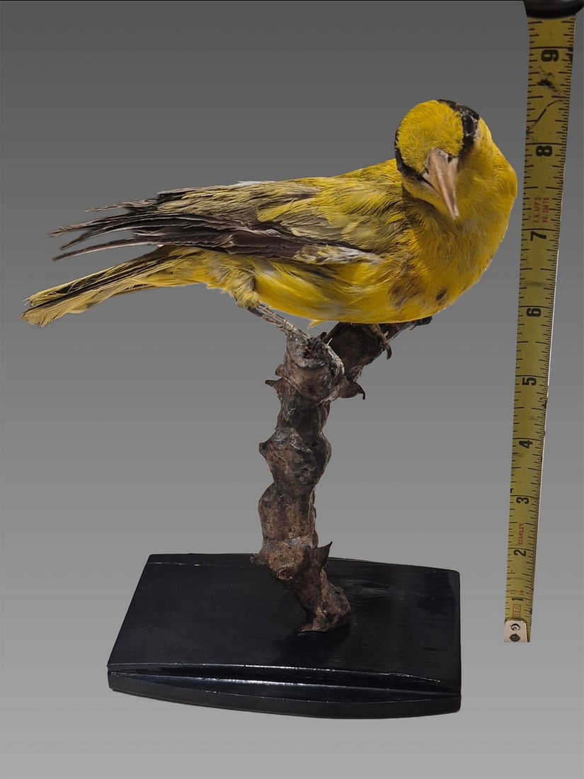 Antique Taxidermy Oriolus Chinensis Bird: Antique Taxidermy Oriolus Chinensis Bird Dimensions: 7"x8"