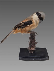 Antique Txidermy Long Tail Strike Bird
