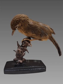 Antique Taxidermy Lyall's Wren Bird