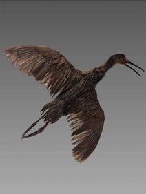 Antique Taxidermy Hudsonian Godwit Bird