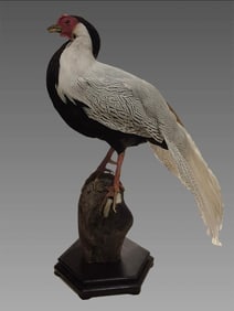 Antique Taxidermy Silver Pheasant Bird