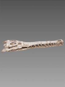 Taxidermy Fossilized Moroccan Crocodile Skull