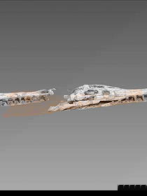 Taxidermy Fossilized Moroccan Crocodile Skull: Taxidermy Fossilized Moroccan Crocodile Skull Dimensions: 4"x16"