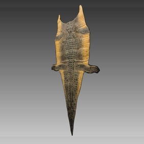 Antique Taxidermy Nile Crocodile Hide Skin, Very Rare, Extremly Large