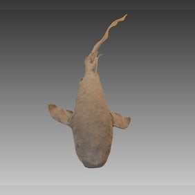 Antique Taxidermy Nurse Shark