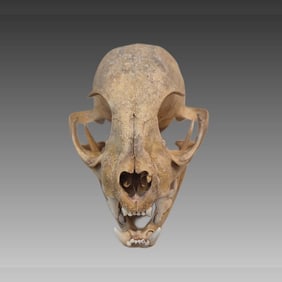 Antique Taxidermy Animal Skull, Cat Skull