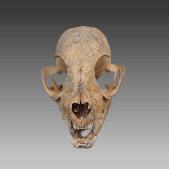 Antique Taxidermy Animal Skull, Cat Skull (1 of 6)