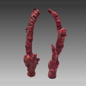 Natural Red Coral Specimen